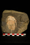 30015 - Top Rare Redlichia takooensis Lower Cambrian Trilobite Australia