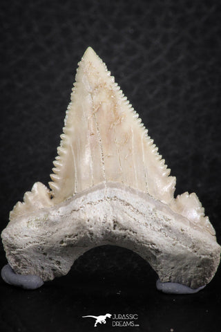 06466 - Nicely Serrated 1.53 Inch Palaeocarcharodon orientalis (Pygmy white Shark) Tooth