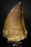 05341 - Well Preserved 2.22 Inch Mosasaur (Prognathodon anceps) Tooth