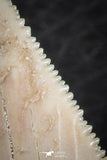 06466 - Nicely Serrated 1.53 Inch Palaeocarcharodon orientalis (Pygmy white Shark) Tooth