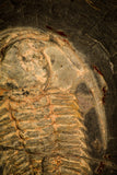 30015 - Top Rare Redlichia takooensis Lower Cambrian Trilobite Australia