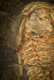 30015 - Top Rare Redlichia takooensis Lower Cambrian Trilobite Australia