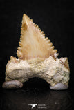 05353 - Nicely Preserved 1.35 Inch Serrated Palaeocarcharodon orientalis (Pygmy white Shark) Tooth