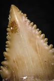05353 - Nicely Preserved 1.35 Inch Serrated Palaeocarcharodon orientalis (Pygmy white Shark) Tooth
