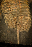 30015 - Top Rare Redlichia takooensis Lower Cambrian Trilobite Australia