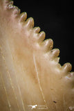 05353 - Nicely Preserved 1.35 Inch Serrated Palaeocarcharodon orientalis (Pygmy white Shark) Tooth