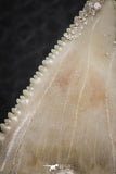 06466 - Nicely Serrated 1.53 Inch Palaeocarcharodon orientalis (Pygmy white Shark) Tooth