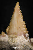 05353 - Nicely Preserved 1.35 Inch Serrated Palaeocarcharodon orientalis (Pygmy white Shark) Tooth