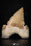 05353 - Nicely Preserved 1.35 Inch Serrated Palaeocarcharodon orientalis (Pygmy white Shark) Tooth