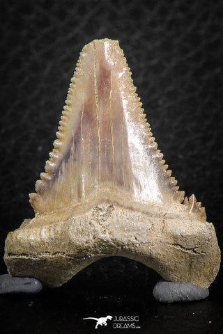 06467 - Strongly Serrated 1.48 Inch Palaeocarcharodon orientalis (Pygmy white Shark) Tooth