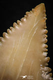 05353 - Nicely Preserved 1.35 Inch Serrated Palaeocarcharodon orientalis (Pygmy white Shark) Tooth