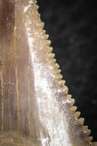 06467 - Strongly Serrated 1.48 Inch Palaeocarcharodon orientalis (Pygmy white Shark) Tooth