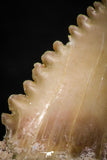 05353 - Nicely Preserved 1.35 Inch Serrated Palaeocarcharodon orientalis (Pygmy white Shark) Tooth