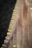 06467 - Strongly Serrated 1.48 Inch Palaeocarcharodon orientalis (Pygmy white Shark) Tooth