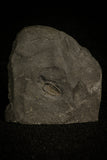 30016 - Pyritized Triarthrus Trilobite With Appendages - Ordovician New York