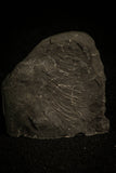 30016 - Pyritized Triarthrus Trilobite With Appendages - Ordovician New York