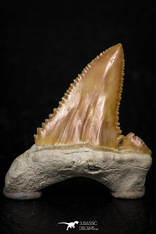 05354 - Nicely Preserved 1.21 Inch Serrated Palaeocarcharodon orientalis (Pygmy white Shark) Tooth