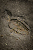 30016 - Pyritized Triarthrus Trilobite With Appendages - Ordovician New York