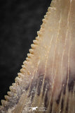 06467 - Strongly Serrated 1.48 Inch Palaeocarcharodon orientalis (Pygmy white Shark) Tooth