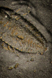 30016 - Pyritized Triarthrus Trilobite With Appendages - Ordovician New York