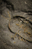 30016 - Pyritized Triarthrus Trilobite With Appendages - Ordovician New York