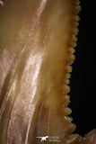 05354 - Nicely Preserved 1.21 Inch Serrated Palaeocarcharodon orientalis (Pygmy white Shark) Tooth