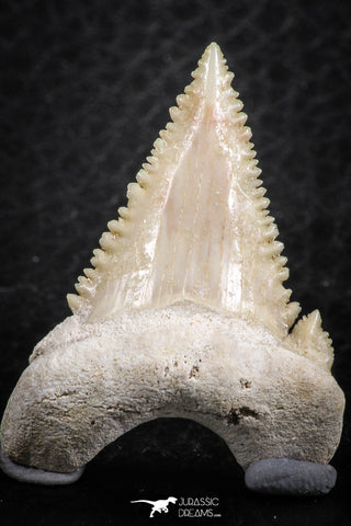 06468 - Strongly Serrated 1.38 Inch Palaeocarcharodon orientalis (Pygmy white Shark) Tooth