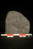 30016 - Pyritized Triarthrus Trilobite With Appendages - Ordovician New York
