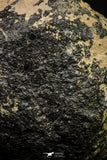21002-63 - NWA Possible Achondrite Meteorite Porphyritic Basalt. In study. 244.1 g