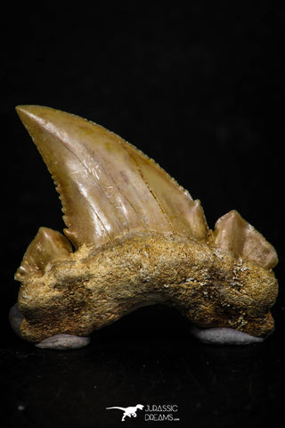 05355 - Nicely Preserved 1.29 Inch Serrated Palaeocarcharodon orientalis (Pygmy white Shark) Tooth