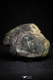 21002-63 - NWA Possible Achondrite Meteorite Porphyritic Basalt. In study. 244.1 g