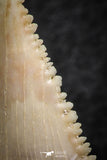 06468 - Strongly Serrated 1.38 Inch Palaeocarcharodon orientalis (Pygmy white Shark) Tooth