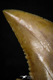 05355 - Nicely Preserved 1.29 Inch Serrated Palaeocarcharodon orientalis (Pygmy white Shark) Tooth