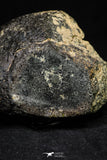 21002-63 - NWA Possible Achondrite Meteorite Porphyritic Basalt. In study. 244.1 g