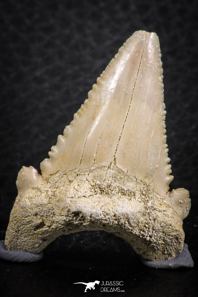 06469 - Nicely Serrated 1.56 Inch Palaeocarcharodon orientalis (Pygmy white Shark) Tooth