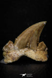 05355 - Nicely Preserved 1.29 Inch Serrated Palaeocarcharodon orientalis (Pygmy white Shark) Tooth