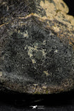 21002-63 - NWA Possible Achondrite Meteorite Porphyritic Basalt. In study. 244.1 g