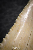 06469 - Nicely Serrated 1.56 Inch Palaeocarcharodon orientalis (Pygmy white Shark) Tooth