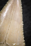06469 - Nicely Serrated 1.56 Inch Palaeocarcharodon orientalis (Pygmy white Shark) Tooth