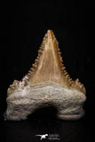 05356 - Nicely Preserved 1.09 Inch Serrated Palaeocarcharodon orientalis (Pygmy white Shark) Tooth