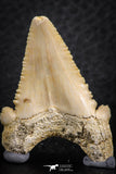 06469 - Nicely Serrated 1.56 Inch Palaeocarcharodon orientalis (Pygmy white Shark) Tooth