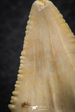 06469 - Nicely Serrated 1.56 Inch Palaeocarcharodon orientalis (Pygmy white Shark) Tooth