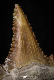 05356 - Nicely Preserved 1.09 Inch Serrated Palaeocarcharodon orientalis (Pygmy white Shark) Tooth