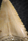 06469 - Nicely Serrated 1.56 Inch Palaeocarcharodon orientalis (Pygmy white Shark) Tooth