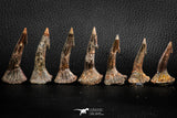 06470 - Great Collection of 7 Onchopristis numidus Cretaceous Sawfish Rostral Teeth Cretaceous