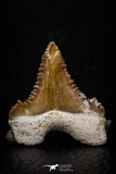 05356 - Nicely Preserved 1.09 Inch Serrated Palaeocarcharodon orientalis (Pygmy white Shark) Tooth