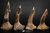 06470 - Great Collection of 7 Onchopristis numidus Cretaceous Sawfish Rostral Teeth Cretaceous