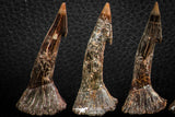 06470 - Great Collection of 7 Onchopristis numidus Cretaceous Sawfish Rostral Teeth Cretaceous