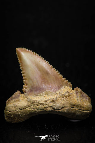 05357 - Nicely Preserved 1.06 Inch Serrated Palaeocarcharodon orientalis (Pygmy white Shark) Tooth
