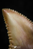 05357 - Nicely Preserved 1.06 Inch Serrated Palaeocarcharodon orientalis (Pygmy white Shark) Tooth